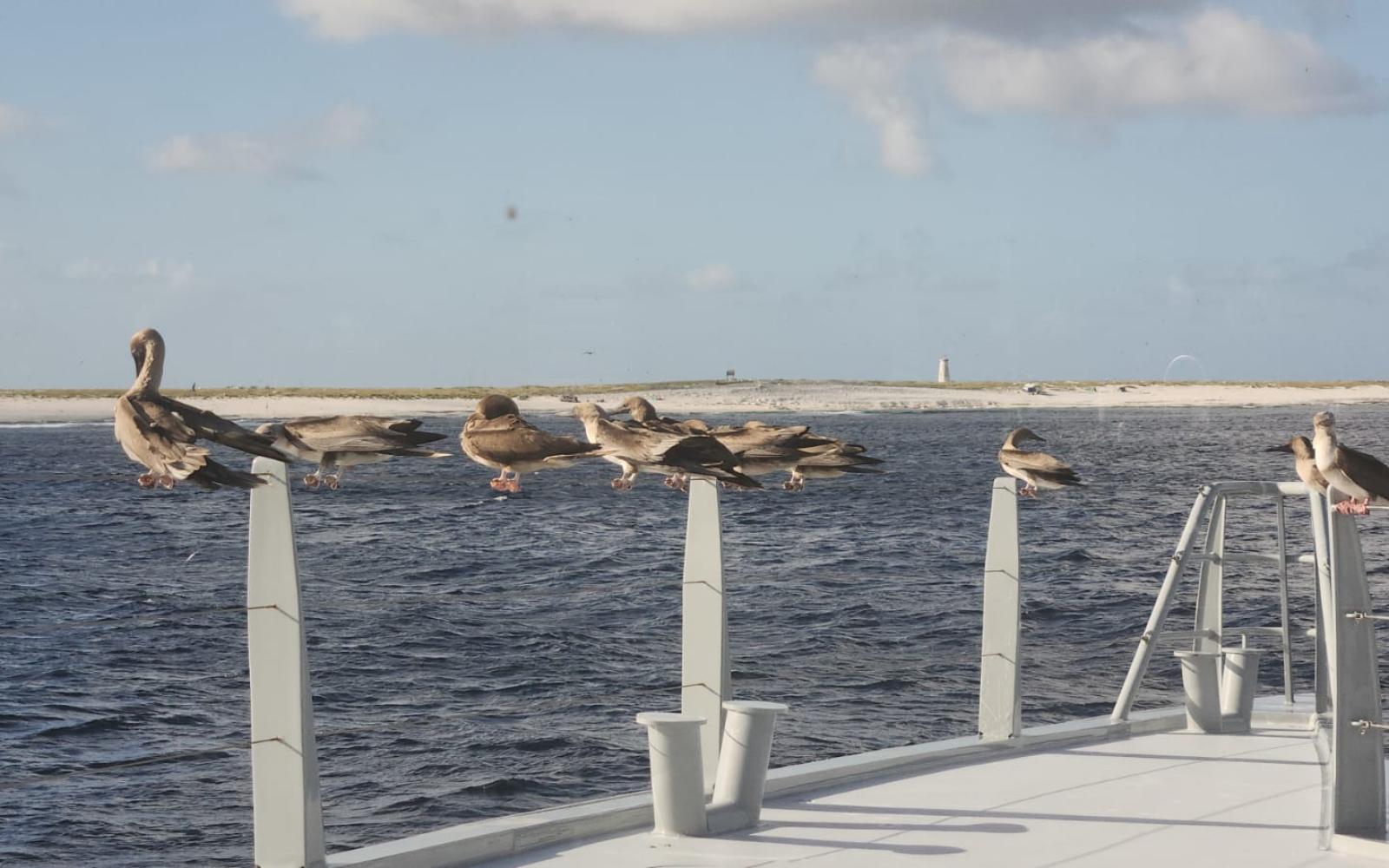 Birds_on_the_boat.