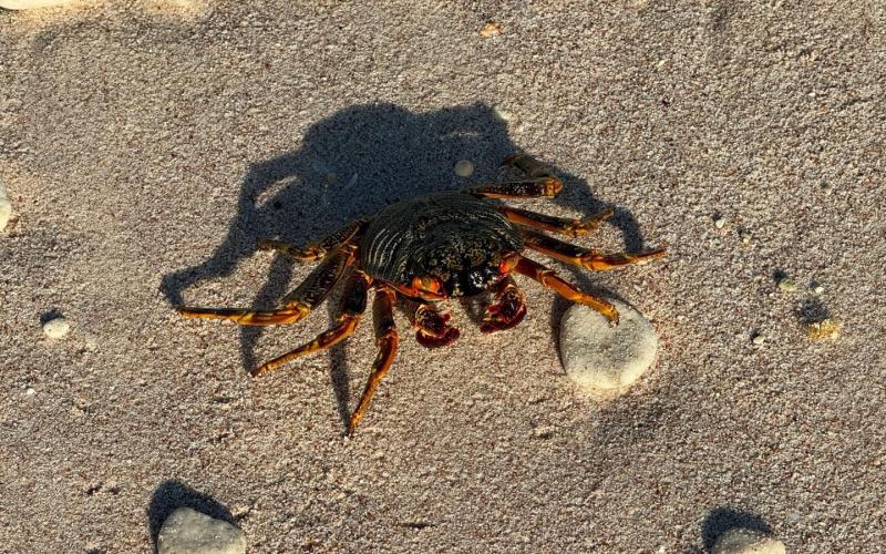Crab